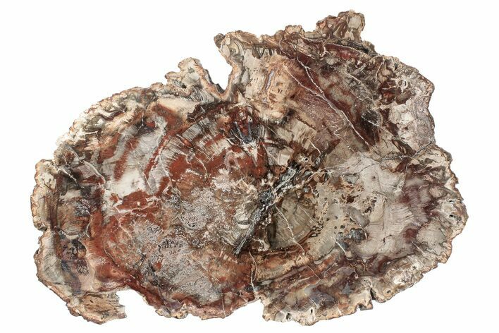 Beautiful, Petrified Wood (Araucaria) Round - Madagascar #265369